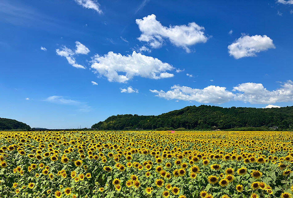 13益子ひまわり