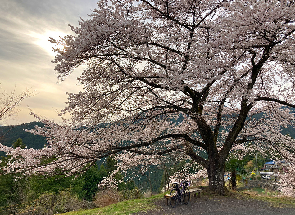 30八徳の一本桜