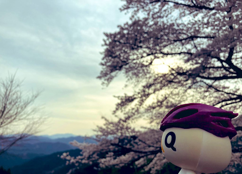 31八徳の一本桜