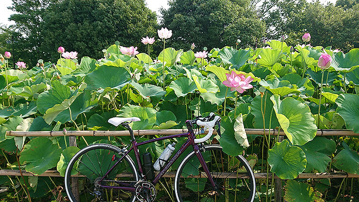 02古代蓮の里.jpg