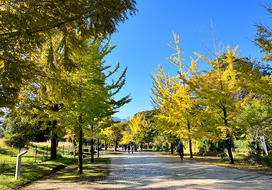 5ミューズパーク