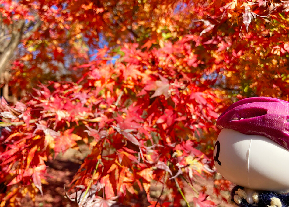 16紅葉とざっくぅ