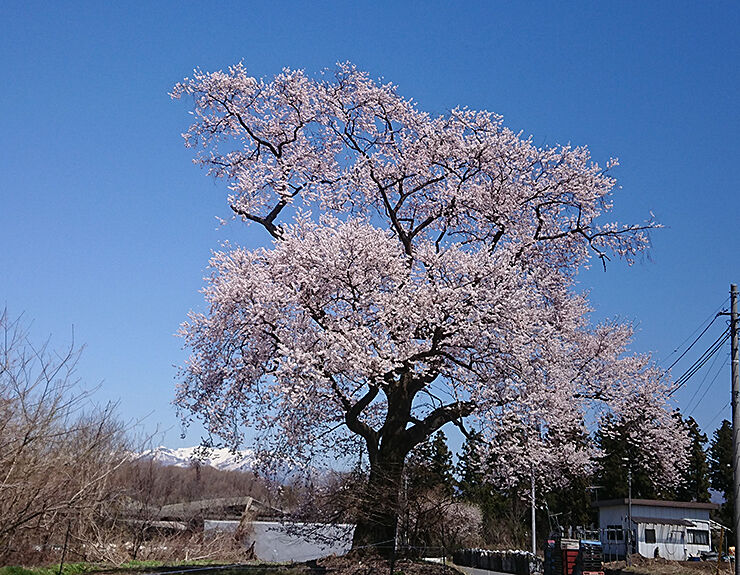 16御室の桜.jpg