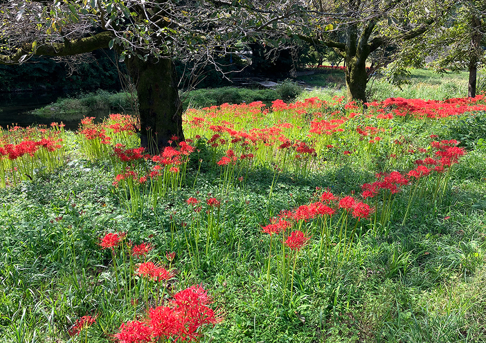 ロードバイクで行く、腰越の彼岸花群生地