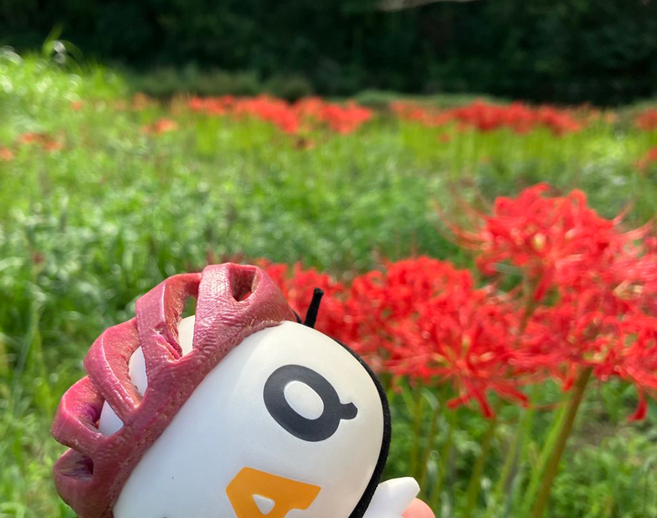 ロードバイクで行く、腰越の彼岸花群生地