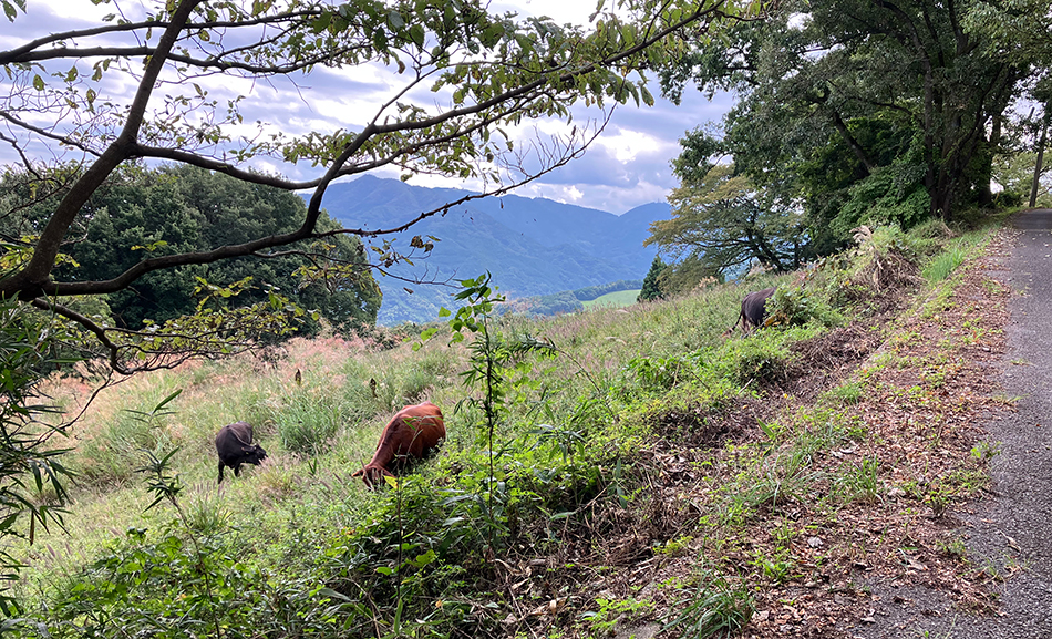 二本木峠で秩父高原牧場へ