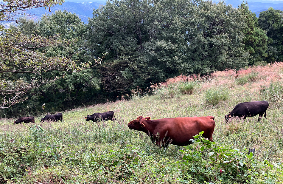 二本木峠で秩父高原牧場へ