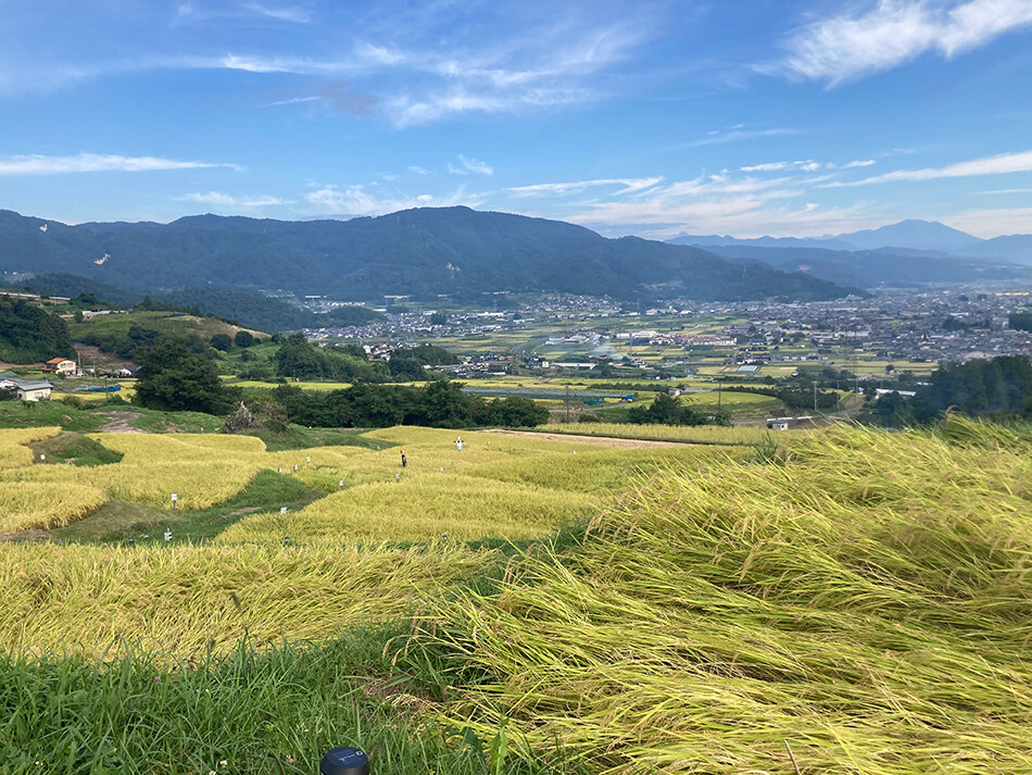 姨捨の棚田,自転車,ロードバイク