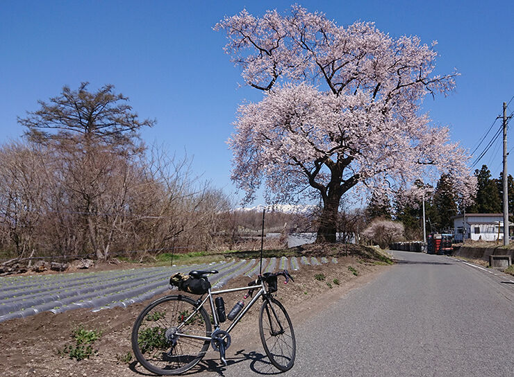 17御室の桜.jpg