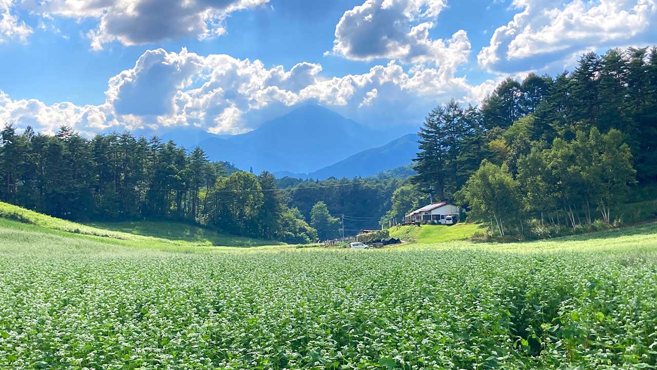 中山高原,蕎麦の花