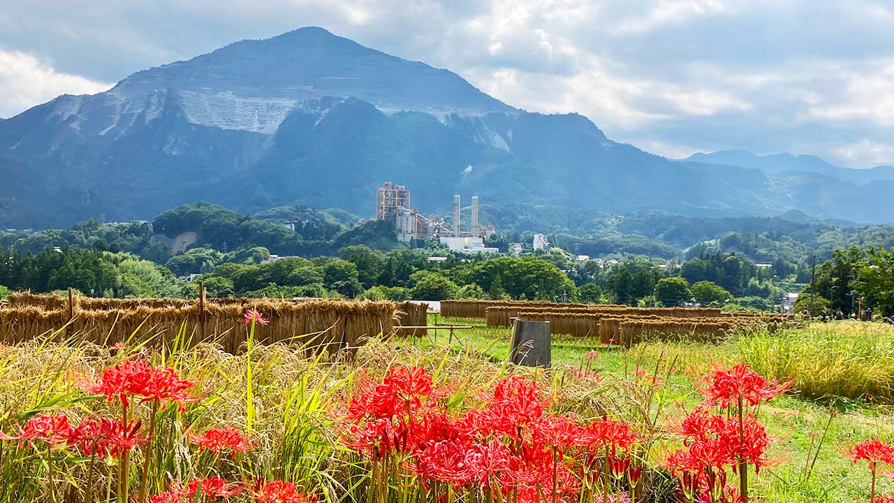 寺坂棚田の彼岸花