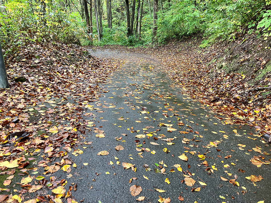 6落ち葉の林道