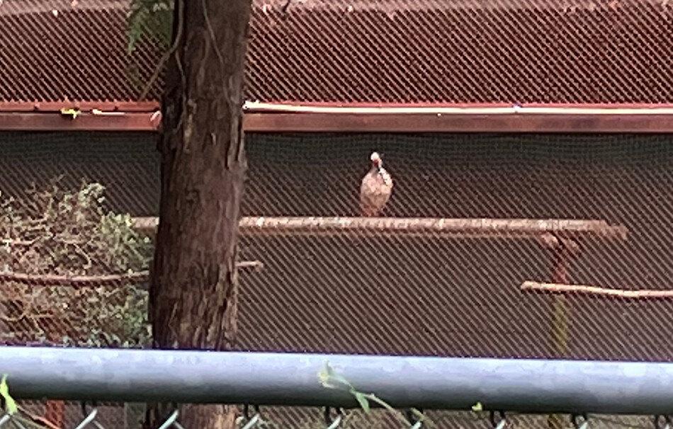 佐渡,佐渡島,ロードバイク,自転車,トキの森公園