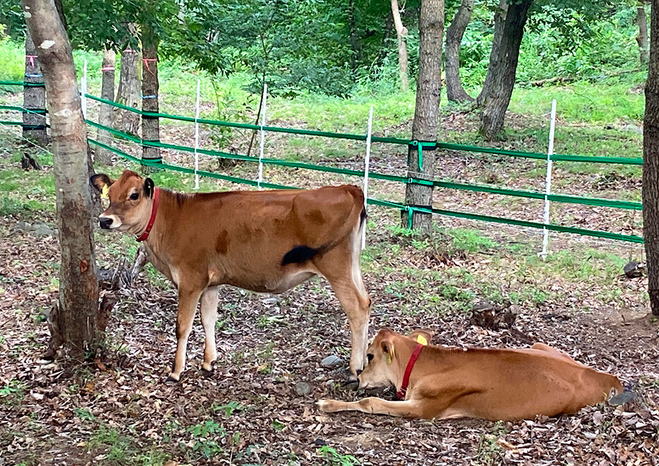 04-ミルグリーン