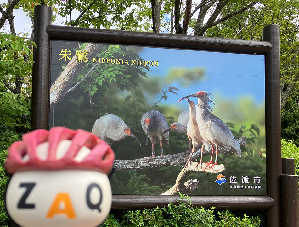 佐渡,佐渡島,ロードバイク,自転車,トキの森公園