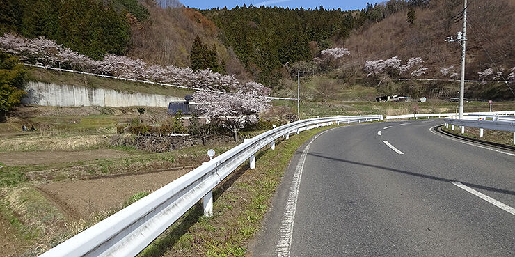02桜の道.jpg