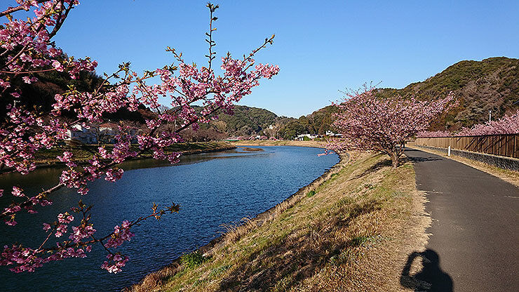 08河津桜.jpg