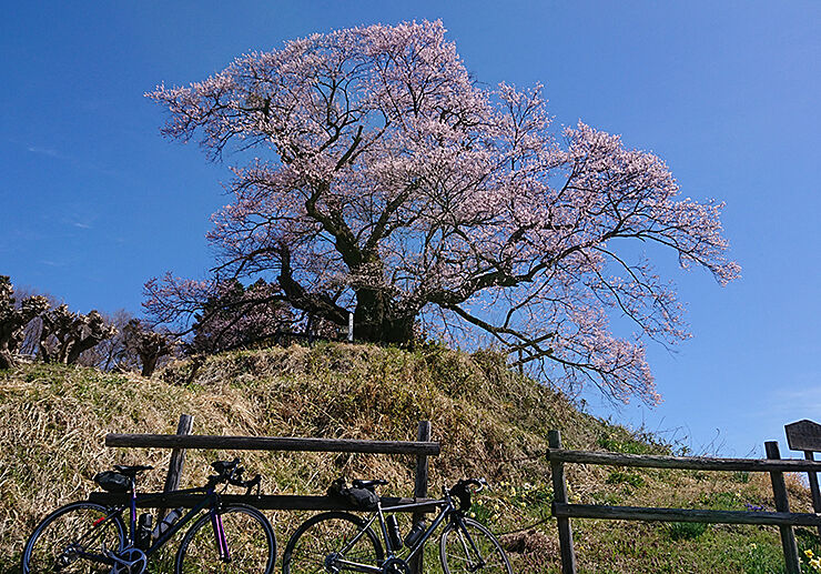 07発地の桜.jpg