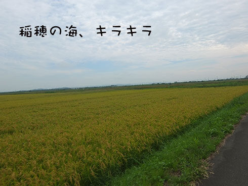 4--稲穂の海.jpg