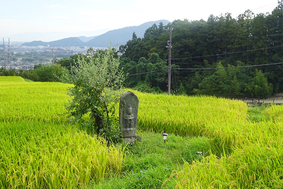 姨捨の棚田,自転車,ロードバイク