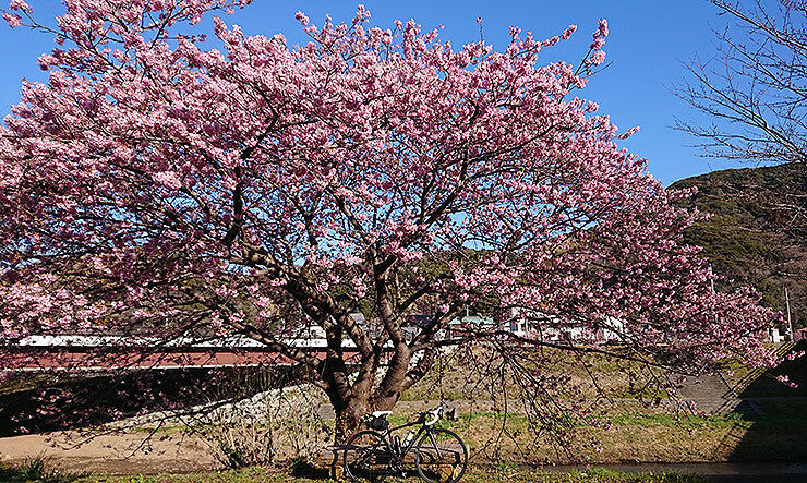 13河津桜.jpg