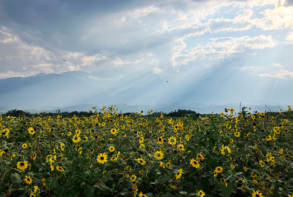 31明野のひまわり