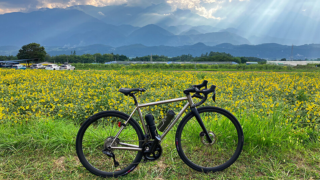 明野のひまわり