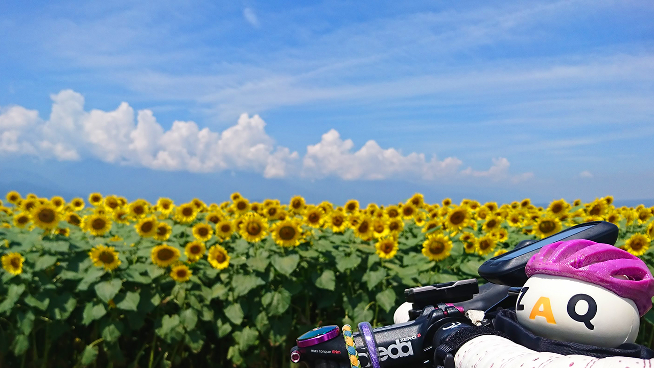 明野のひまわり