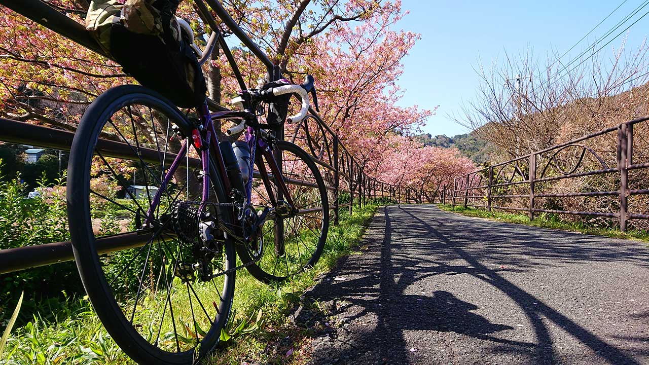 河津桜,ロードバイク