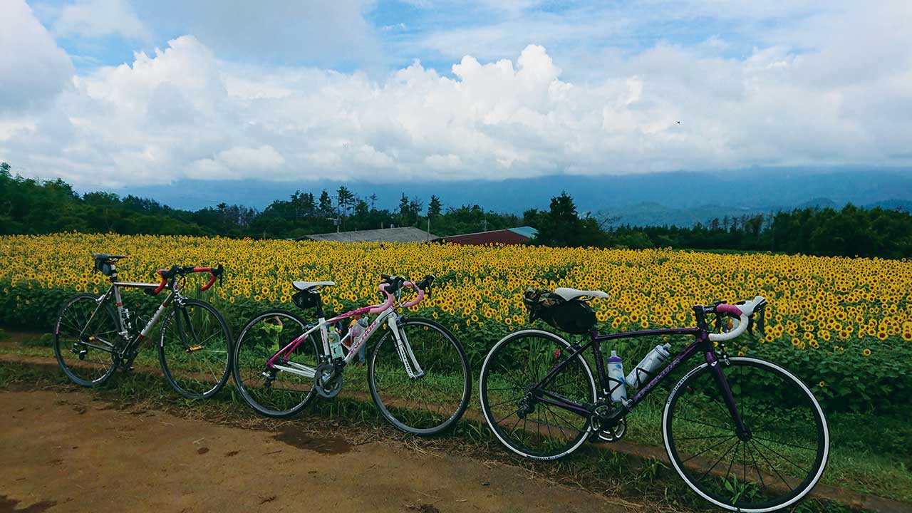 明野のひまわり