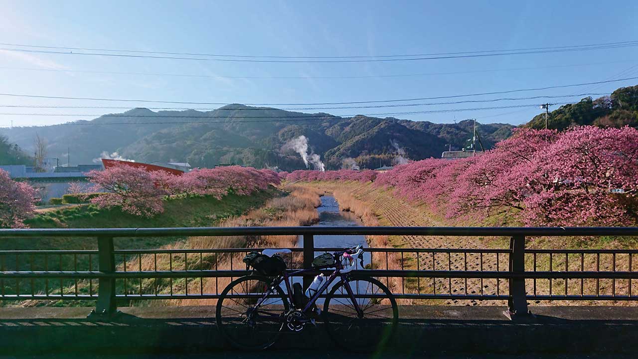 青野の河津桜　みなみの桜