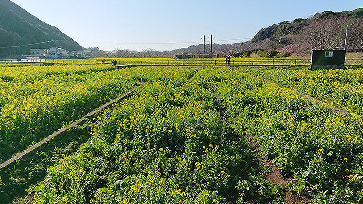 15菜の花.jpg