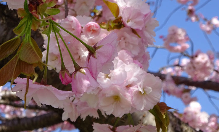 08八重桜.jpg