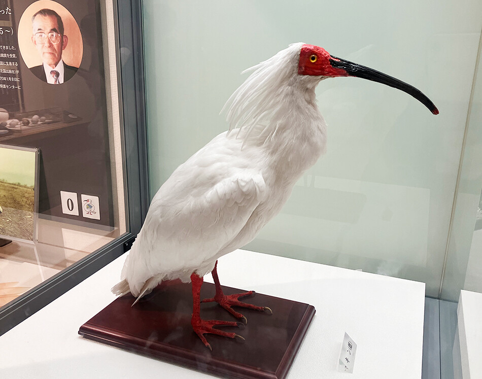 佐渡,佐渡島,ロードバイク,自転車,トキの森公園