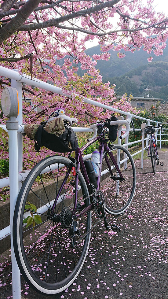 19河津桜.jpg