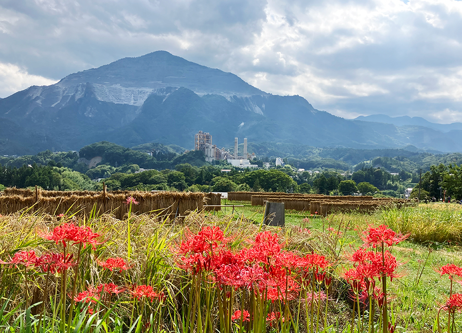 寺坂棚田の彼岸花
