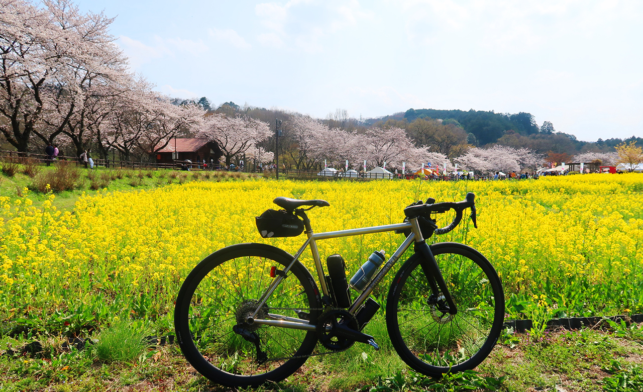 巾着田の菜の花と桜