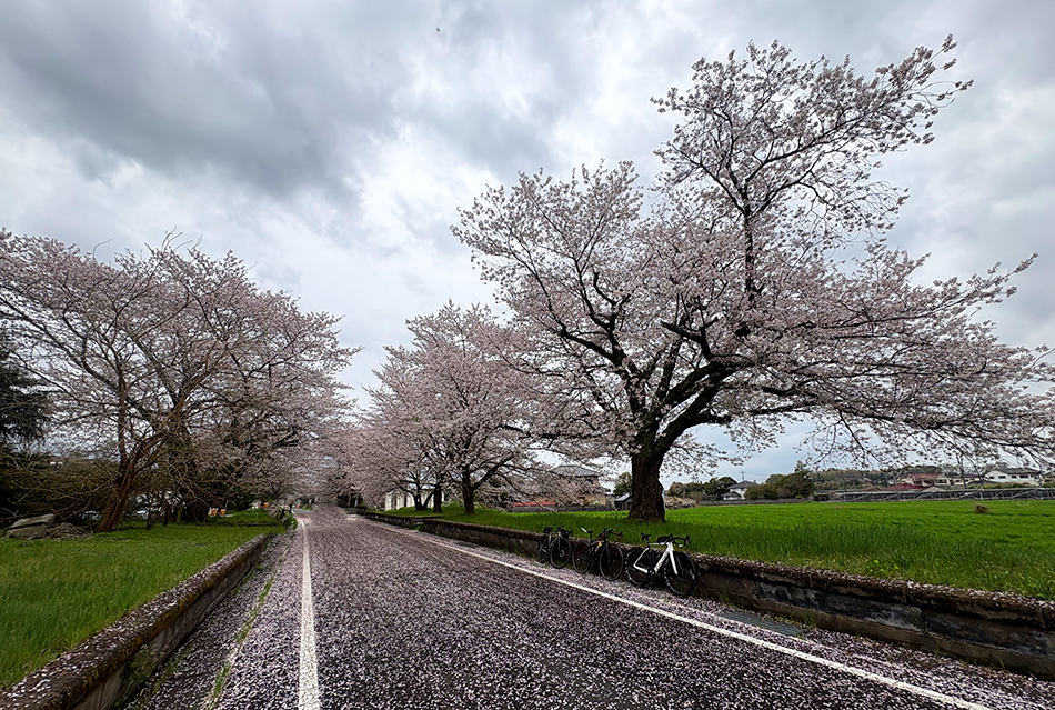つくばりんりんロード雨引休憩所,桜