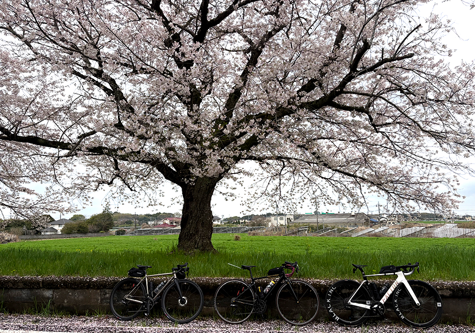 つくばりんりんロード雨引休憩所,桜