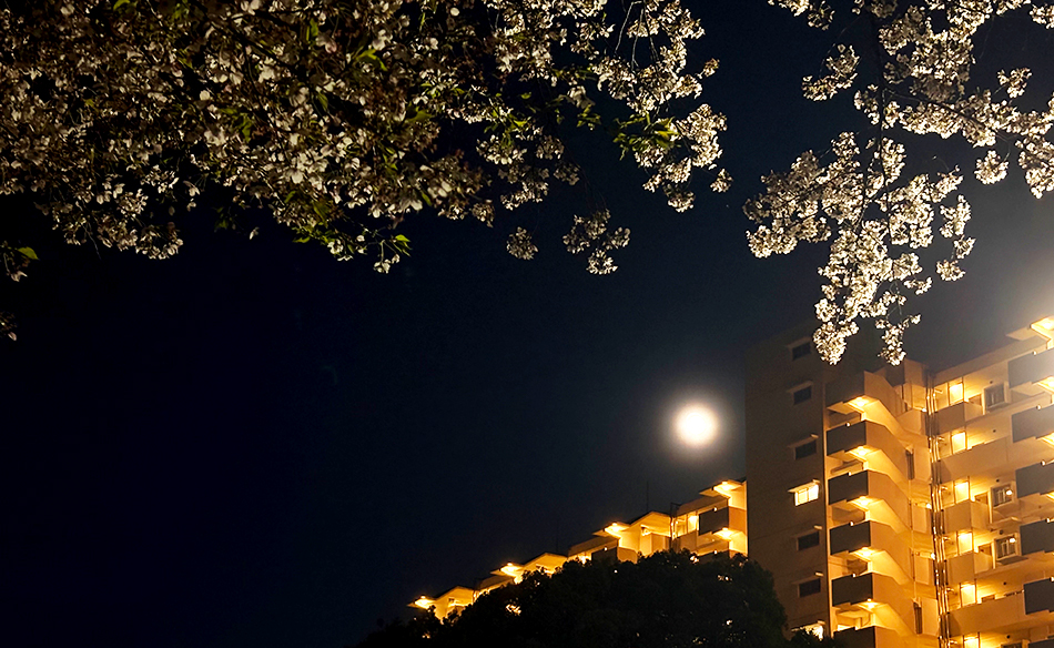 光が丘の夜桜