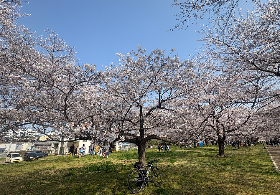 入間川サイクリングロードの桜,ソメイヨシノ