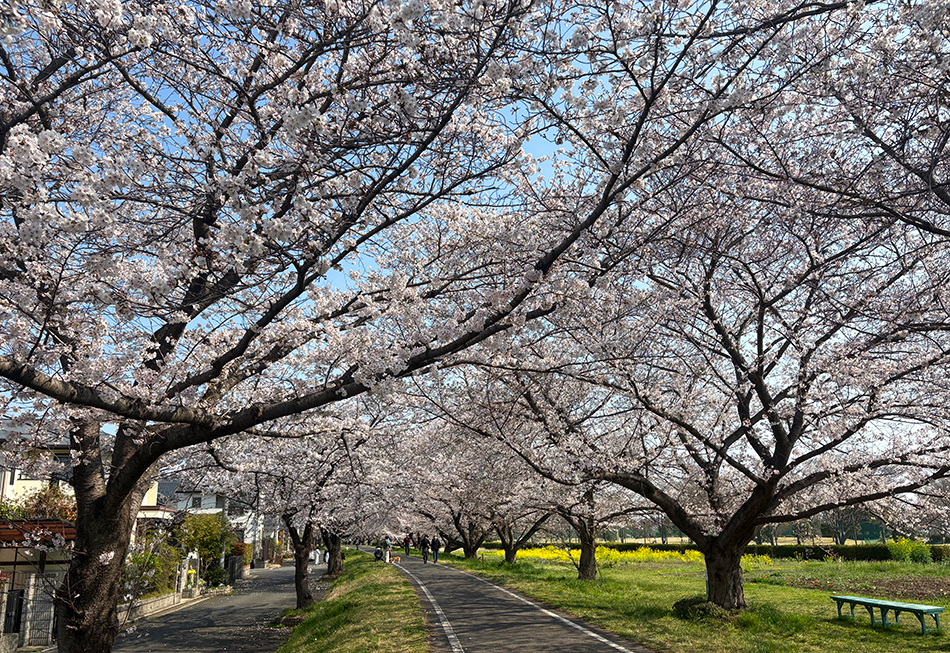 入間川サイクリングロードの桜,ソメイヨシノ