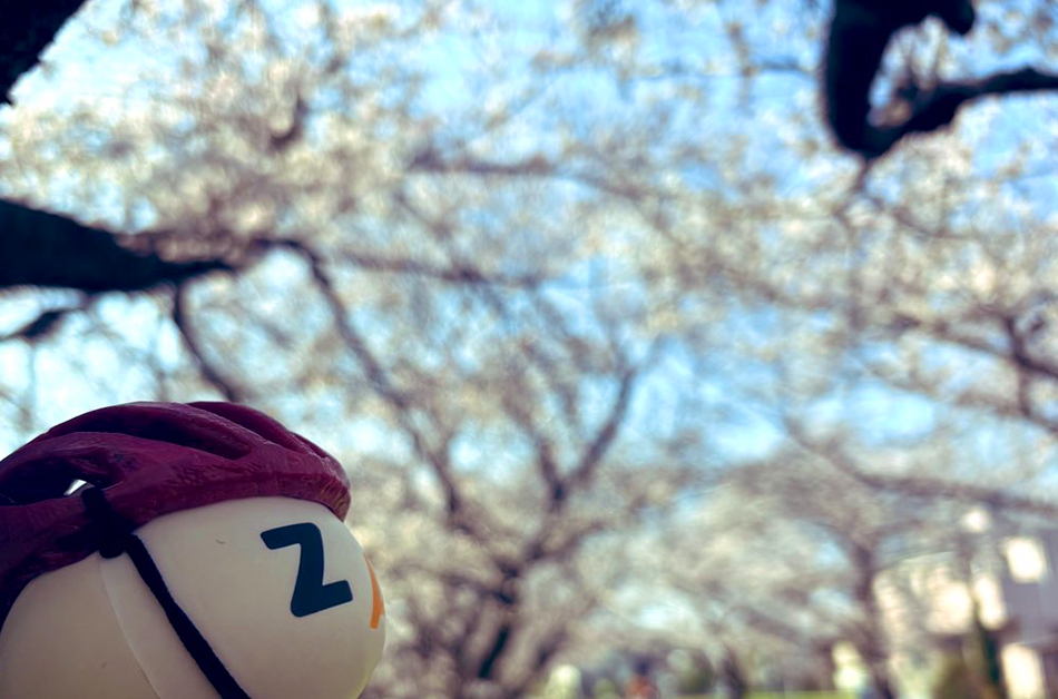 入間川サイクリングロードの桜,ソメイヨシノ