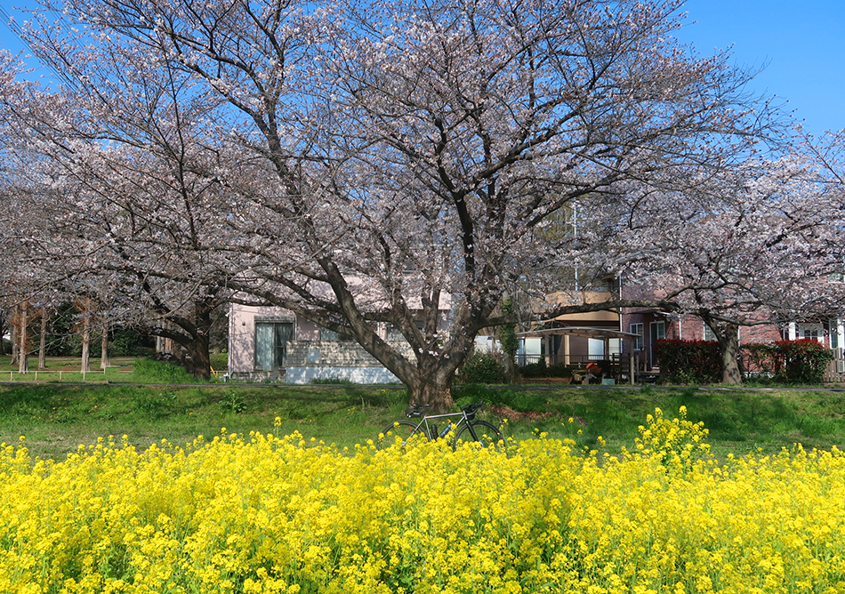 入間川サイクリングロードの桜,ソメイヨシノ