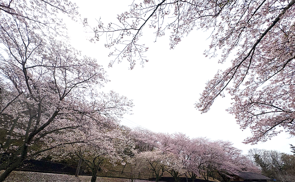 笠間,北山公園,桜,ソメイヨシノ