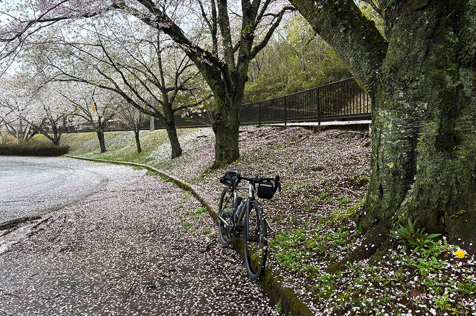 笠間,北山公園,桜,ソメイヨシノ