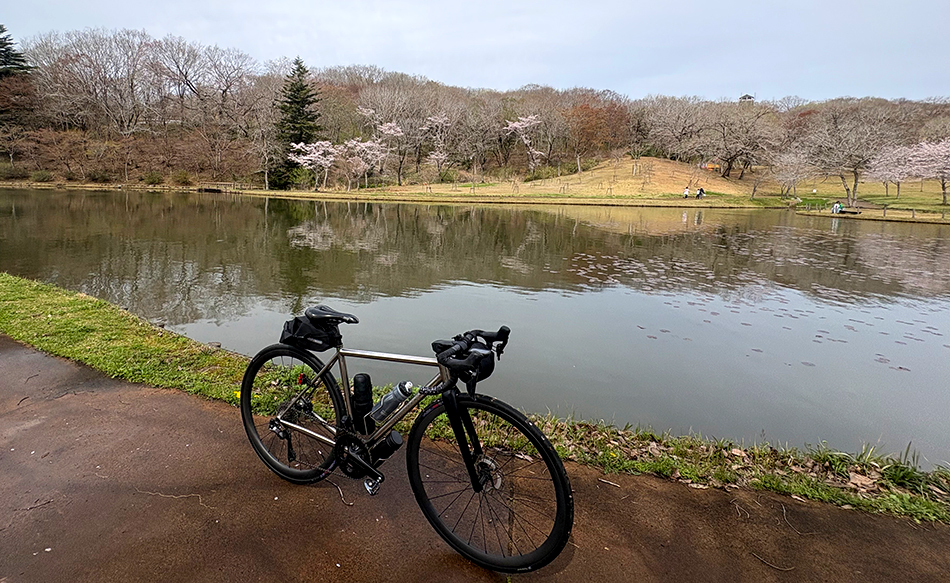 笠間,北山公園,桜,ソメイヨシノ