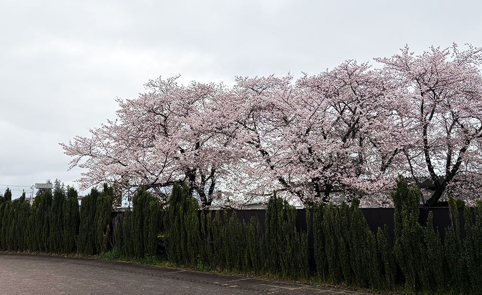 友部駅,桜,ソメイヨシノ