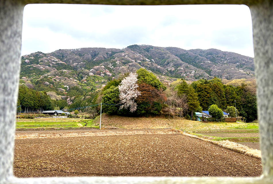 山桜絶景,桜川,高峯,林道平沢線