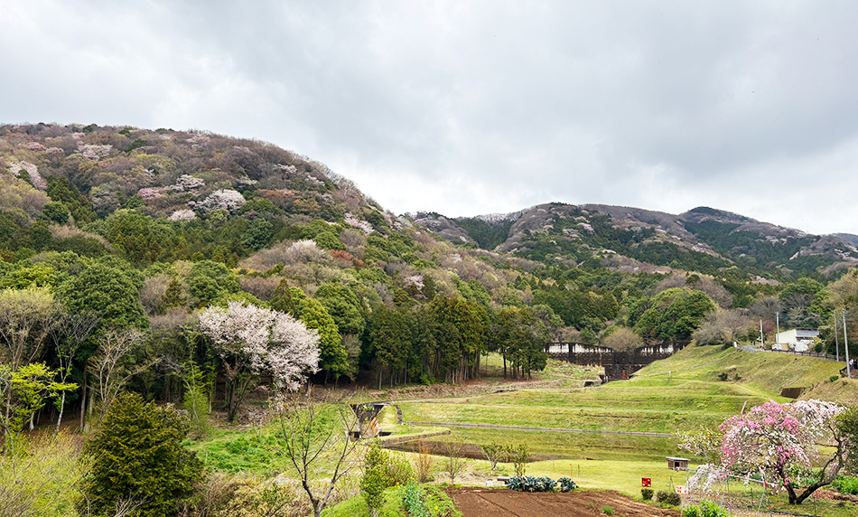 山桜絶景,桜川,高峯,林道平沢線,見晴らしデッキ